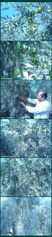 تمديد خط مياه جديد