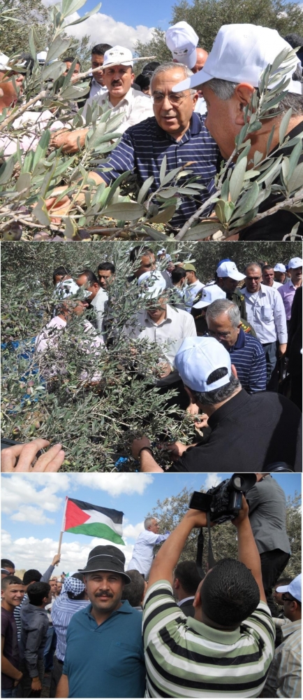 فعالية زيتونة الدولة الفلسطينية