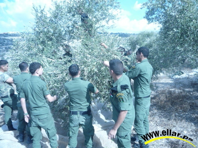 فعالية زيتونة الدولة الفلسطينية (علار) فعالية زيتونة الدولة الفلسطينية (علار)